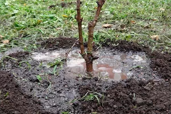 полив персика Харнас