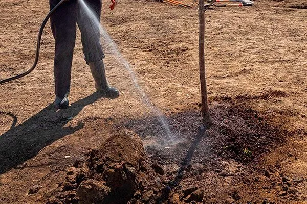 полив персика Золотая Москва