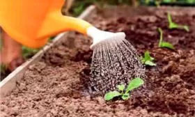 Полив редиса