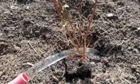 полив саженцев малины Новость Кузьмина после посадки