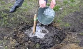 полив сливы