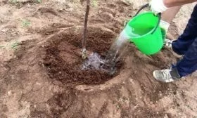 полив сливы Голливуд