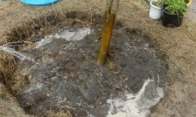 полив сливы красный шар