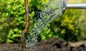 полив сливы Светлячок