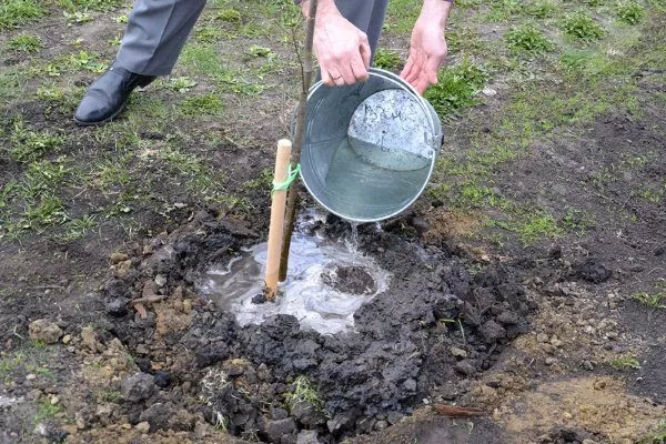 полив сливы