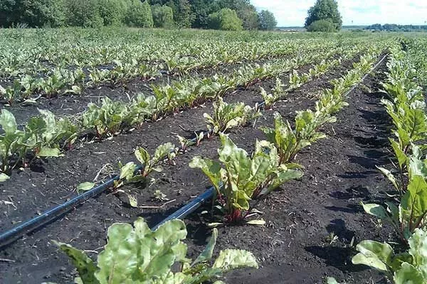 полив свеклы