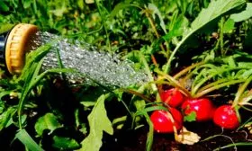 Поливайте редис