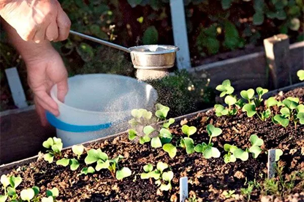 Поливайте грядки