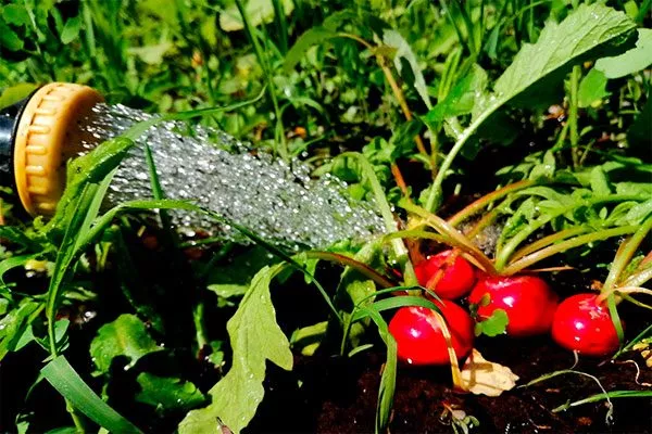 Поливайте редис