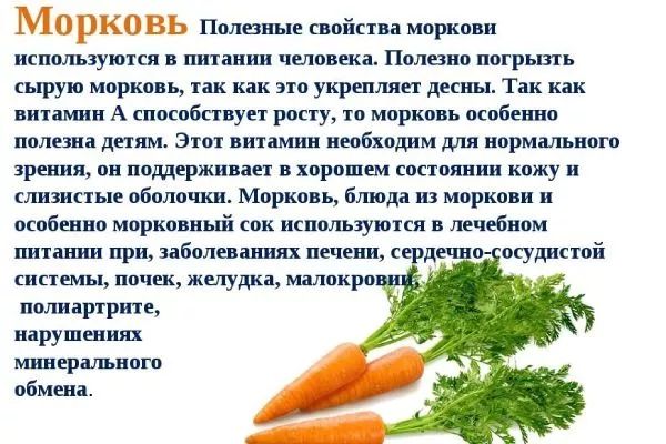 польза моркови Нантская 4