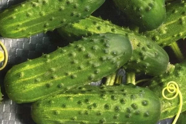 урожай Портоса