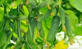 куст Портоса