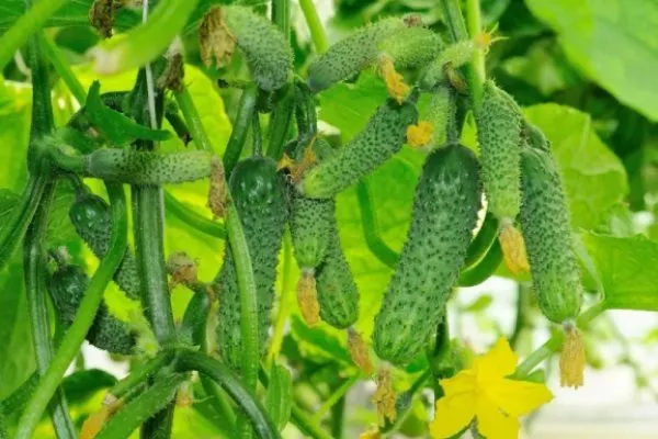 куст Портоса