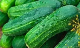 огурцы сорта Портос