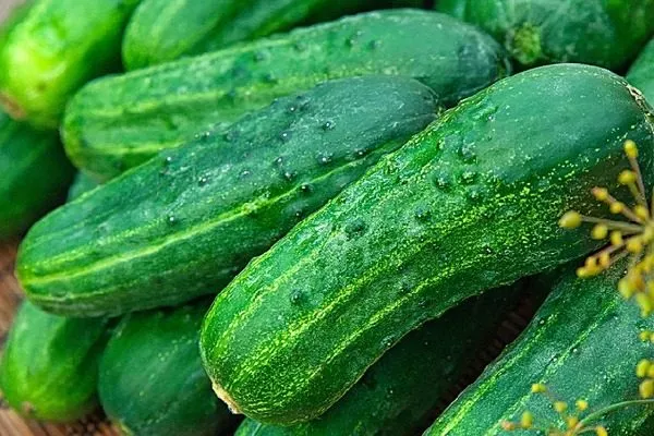 огурцы сорта Портос