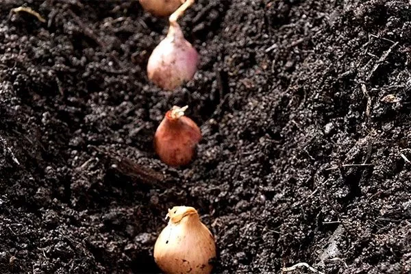 Особенности посадки