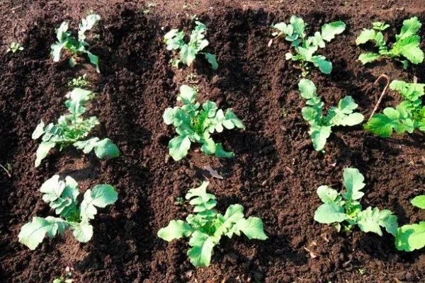 посадка репы Луна