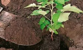 посадка малины