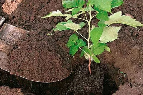 посадка малины