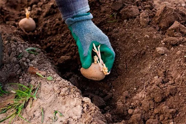 Сроки посадки