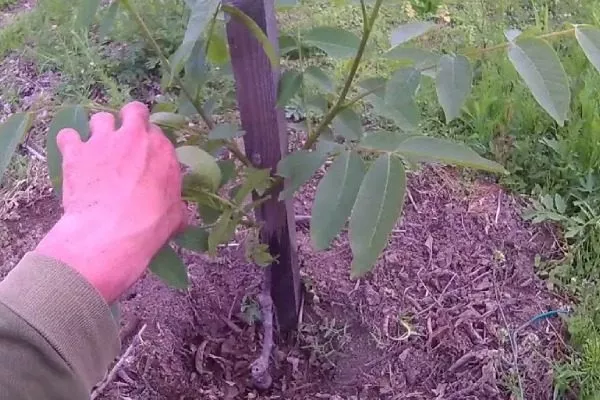 посадка грецкого ореха чандлер: закрепить саженец к деревянному колу