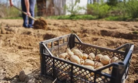 посадка картофеля