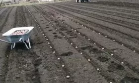 посадка картофеля Азарт гребнями