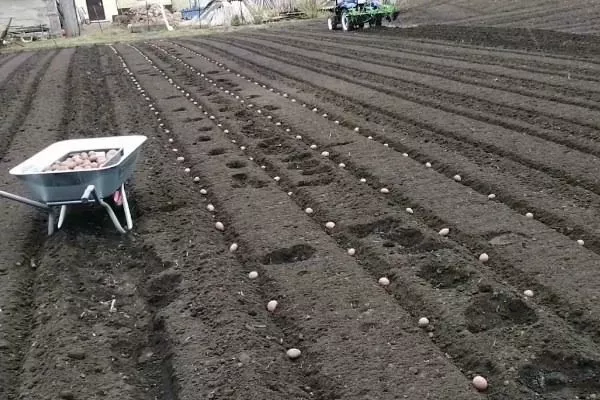 посадка картофеля Азарт гребнями