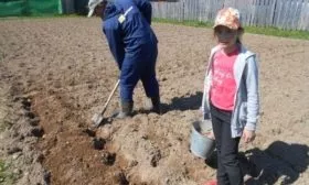 посадка картофеля Азарт под лопату