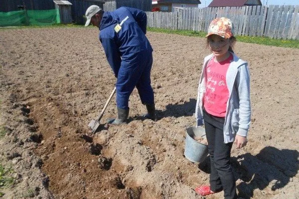 посадка картофеля Азарт под лопату