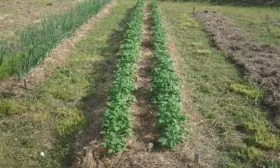 посадка картофеля Азарт под солому