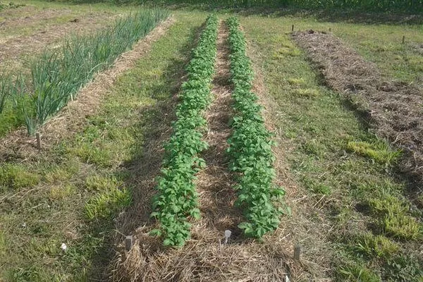 посадка картофеля Азарт под солому