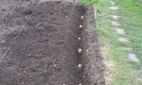 посадка картофеля Азарт в траншеи