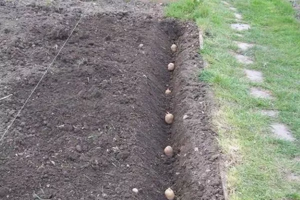 посадка картофеля Азарт в траншеи