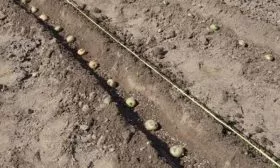 посадка картофеля Гулливер