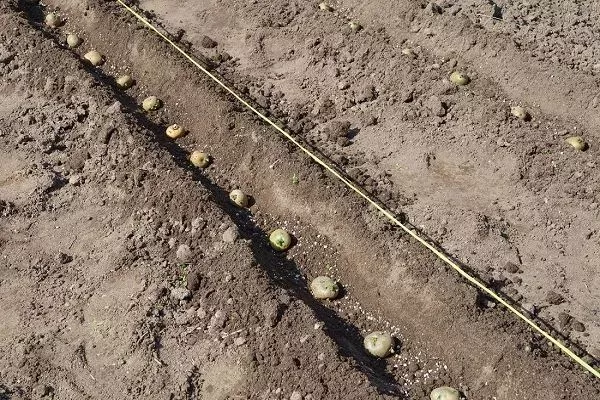 посадка картофеля Гулливер