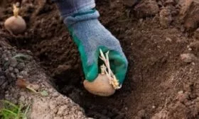 посадка картофеля Каратоп