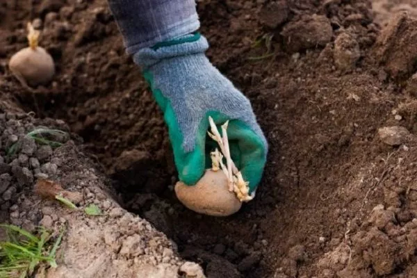 посадка картофеля Каратоп