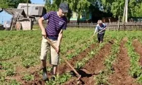 посадка картофеля Ред Фэнтези