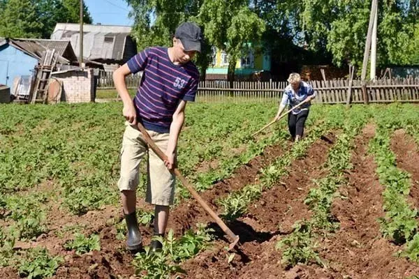 посадка картофеля Ред Фэнтези