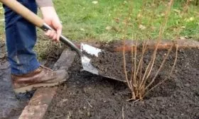 посадка крыжовника Черномор