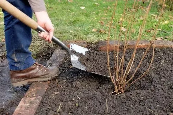 посадка крыжовника Черномор
