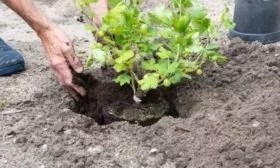 посадка крыжовника сорта Сливовый