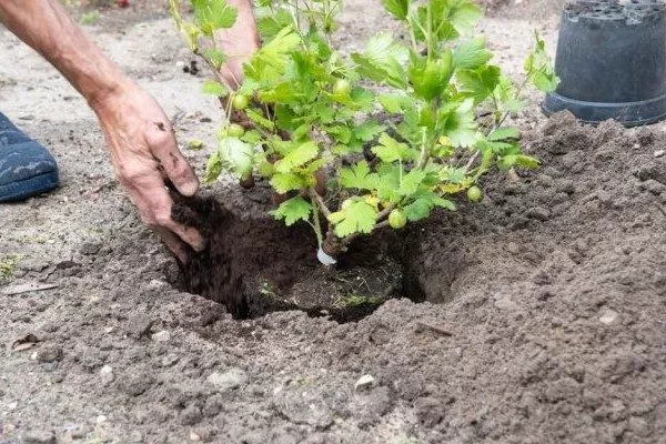 посадка крыжовника сорта Сливовый