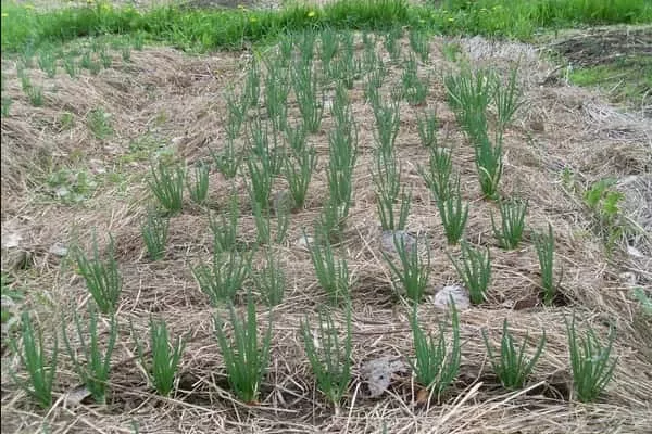 посадка лука Бандит