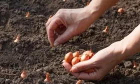 посадка лука Кэнди