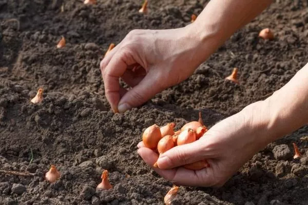 посадка лука Кэнди