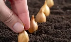 посадка лука Олина