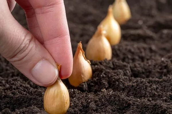 посадка лука Олина