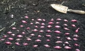 посадка лука Россана